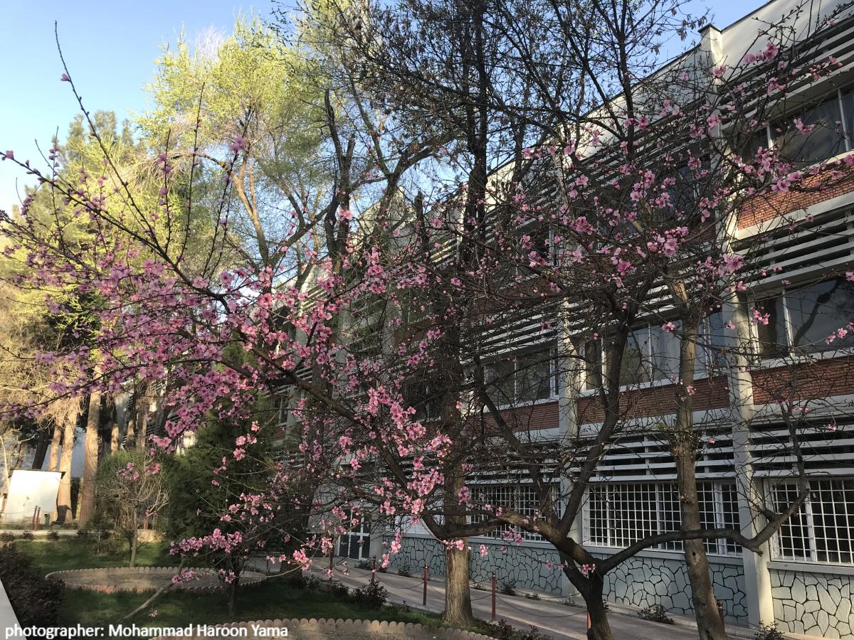 image of Kabul medical university